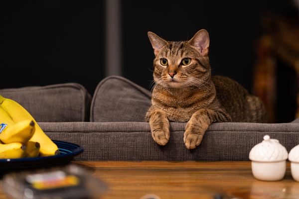 A cat name max sitting over the top of a couch looking at a bunch of bananas